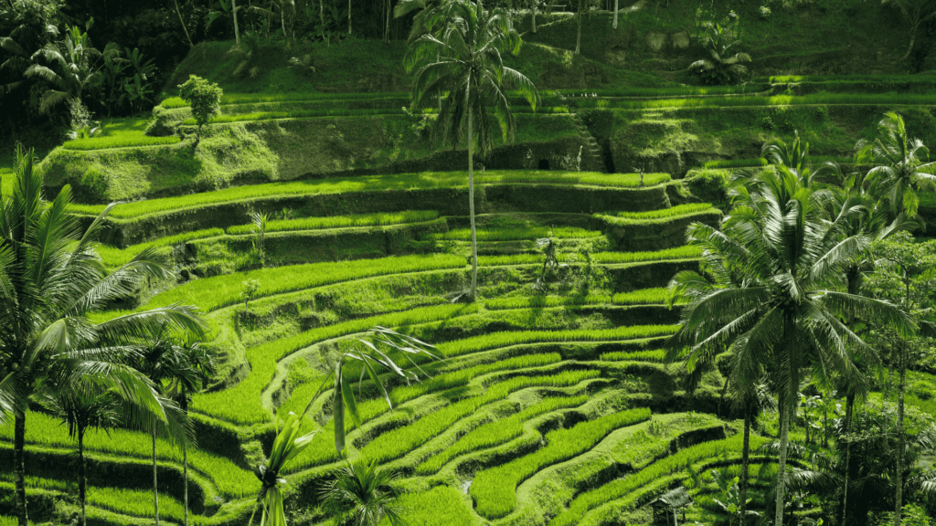 Ubud Art Tour